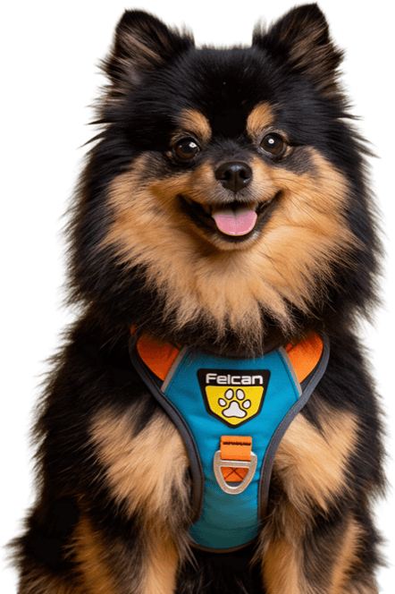Pomerania con arnés azul